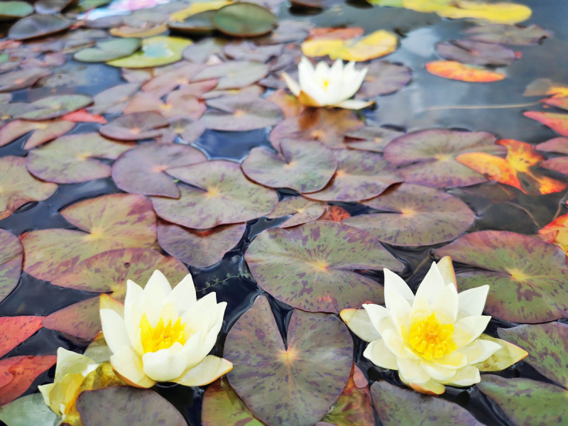 Seerose Nymphaea Joey Tomocik